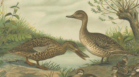 Mallard Duck Family, Antique Bird Chromolithograph with Ducklings c.1880, close-up 3