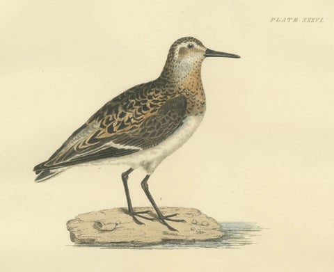 Seasonal Plumage of the Sanderling: Selby's Ornithological Study, 1826, close-up 3