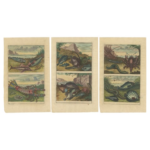 Set of 3 Colored Antique Prints of various Fishes and Crustaceans, 1726