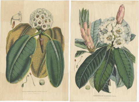 Set of 2 Antique Botany Prints, Rhododendron, by Louis van Houtte, 1849, view 4