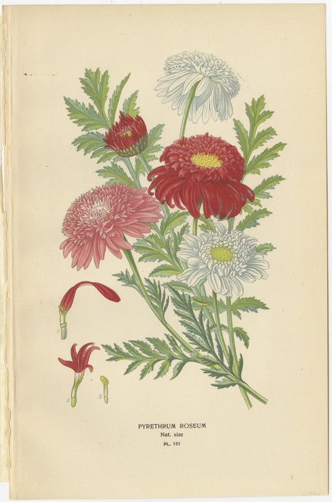 Botanical Prints: Chrysanthemums, Pompon Chrysanthemum & Pyrethrum Roseum, 1897, view 5