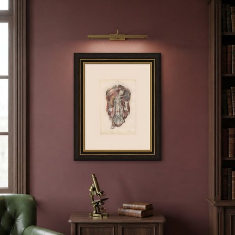 The Sympathetic Chain of the Abdomen, Antique Hirschfeld Anatomy Print, 1866, shown framed on a wall