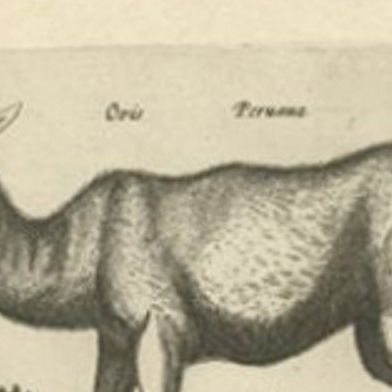 Antique Print of a Lama, a Guinea Pig and Guinea Sheep & Collared Peccary, 1657, close-up 1
