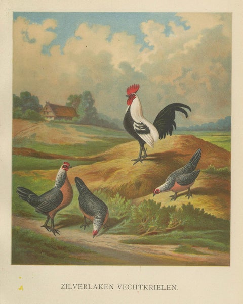 The Elegant Silver Bantam Game Fowl - A Rare 19th Century Poultry Lithograph, close-up 5