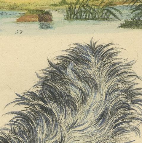 Antique Hand Colored Print of a Skunk and European Otter, close-up 1