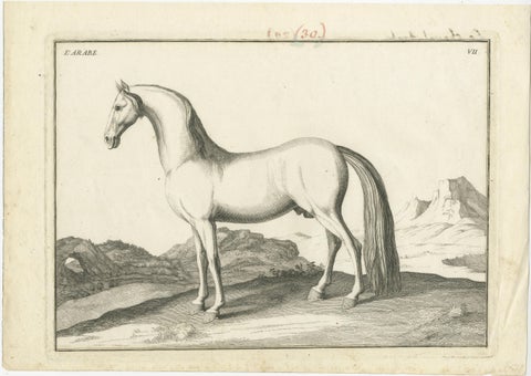 Set of 2 Antique Horse Prints: l'Arabe & Le Barbe, 1739, view 2