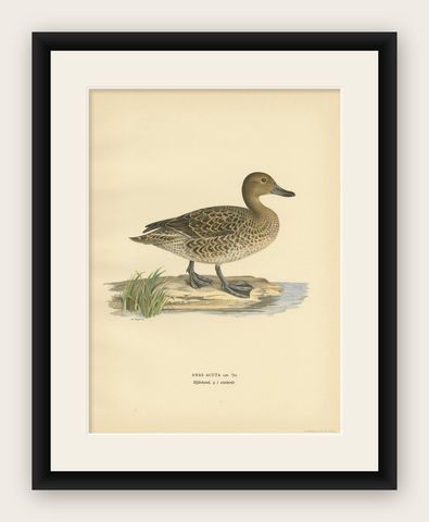Antique Bird Print of a Female Northern Pintail by Von Wright, '1929', shown framed