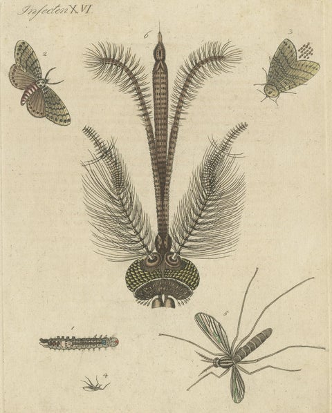 Antique Print of various Insects including the Nun Moth & Common House Mosquito, close-up 1
