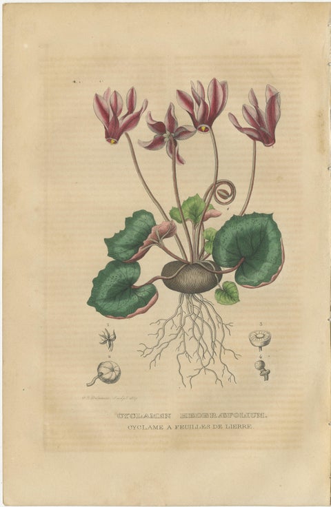 Botanical Rarities: Pristine Hand-Colored Engravings from 1845, view 6