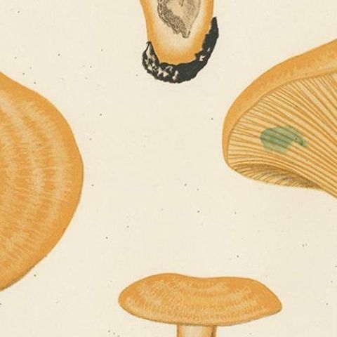 Antique Mycology Print of Lactarius Deliciosus by E.M. Fries, circa 1860, close-up 2