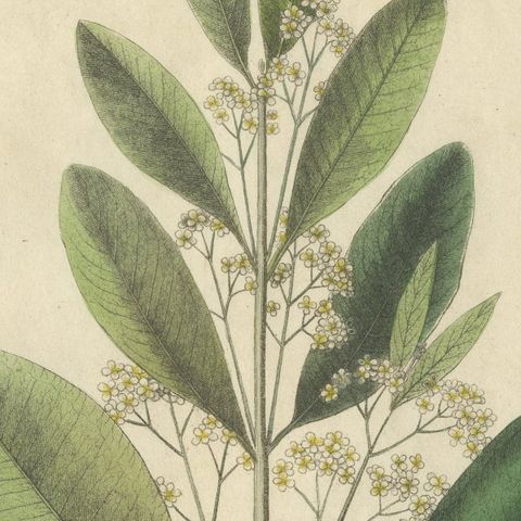 Antique Allspice Botanical Print, Myrtus Pimenta, Hand Colored, c.1831, close-up 6