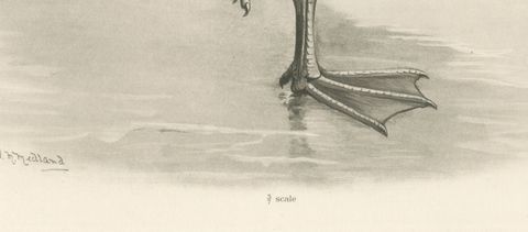 Grey Goose, Antique Bird Print after Lilian Medland, circa 1909, close-up 1