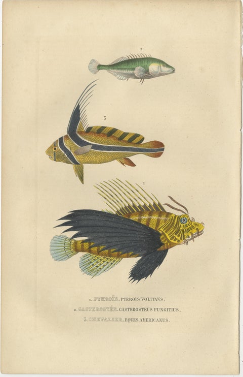 Original Engraving of a Handcolored Lionfish, Stickleback and Drumfish, 1845, view 2
