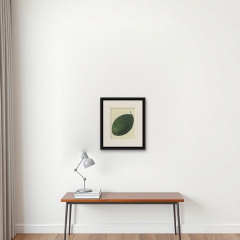 Antique Fruit Print of a Winter Melon or Ash Gourd, shown framed on a wall