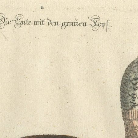 Hand-Colored Engraving of the Duck with a Grey Head by Johann Seligmann, ca.1770, close-up 6
