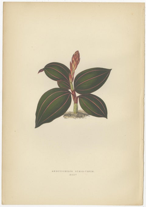 Set of 6 Botany Prints, Sonerila Margaritacea, Goodyera Rubro-Venia, 1891, view 2