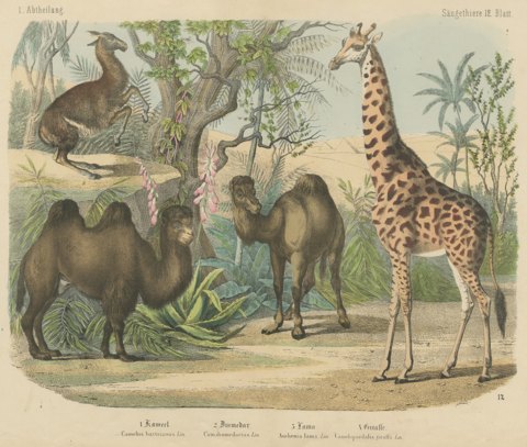 Antique Giraffe and Camel Print with Dromedary and Llama, Kolb, circa 1890