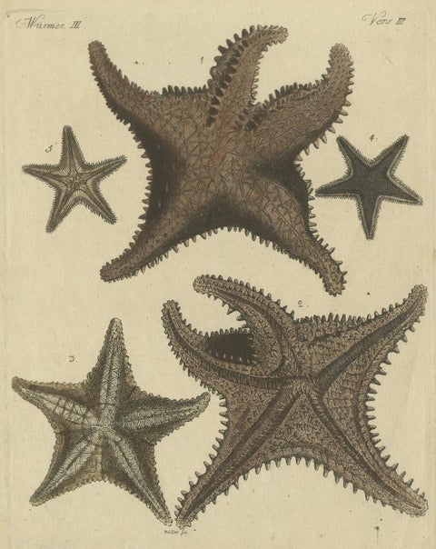 Antique Handcolored Engraving of Starfish and Marine Creatures, c.1800, close-up 4