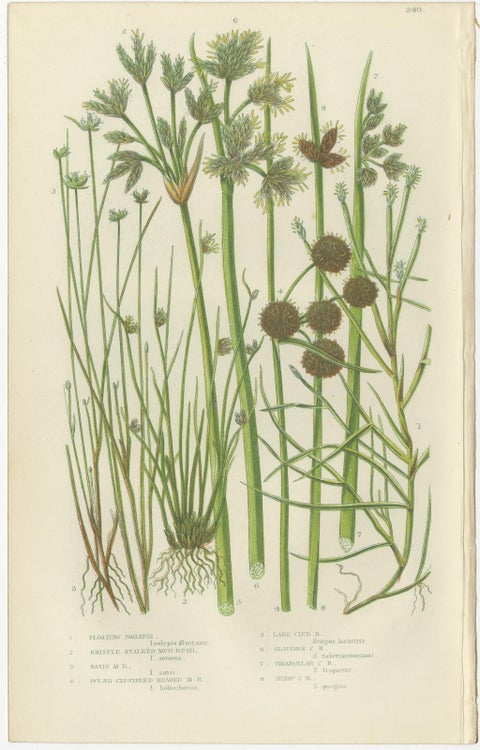 Sea Spleenwort and Green Spleenwort Ferns, Antique Botanical Prints, 1873, view 3