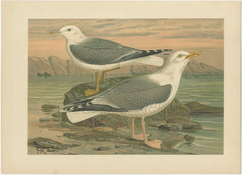 Lithographs of European Seabirds, Gulls, Terns, Skuas, Geese and Gannets, 1890, view 6