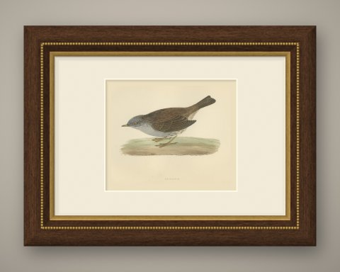 Dunnock Foraging on Turf, Hand Colored Bird Print, Morris, 1896, shown framed