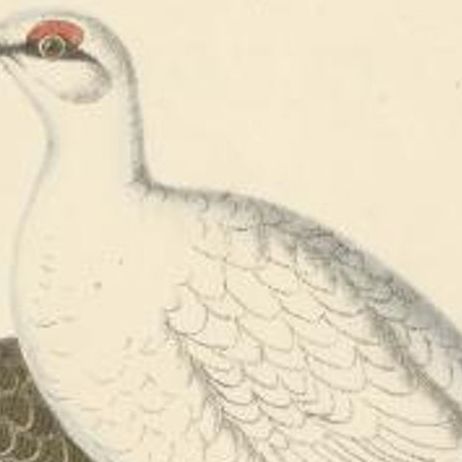Antique Bird Print of the Rock Ptarmigan, C.1840, close-up 1