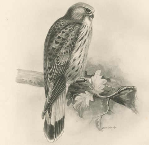 Antique Common Kestrel Bird Print by Lilian M. Medland, 1908, close-up 2