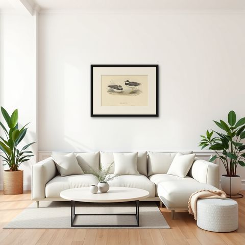 Antique Bird Print of the Ring Dotterel by Gould, 1832, shown framed in a room