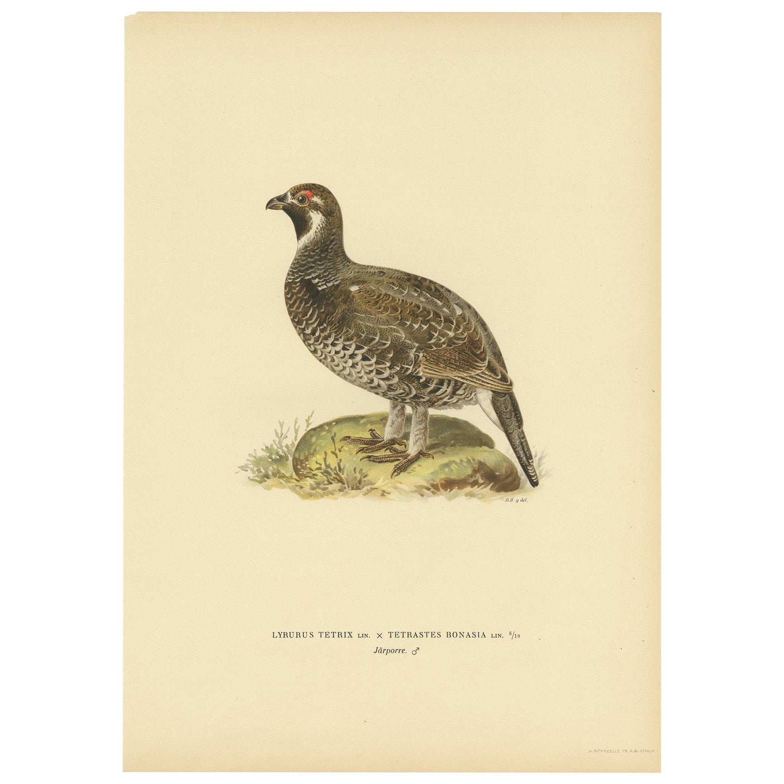 Antique Bird Print of the Hazel Grouse by Von Wright '1927'