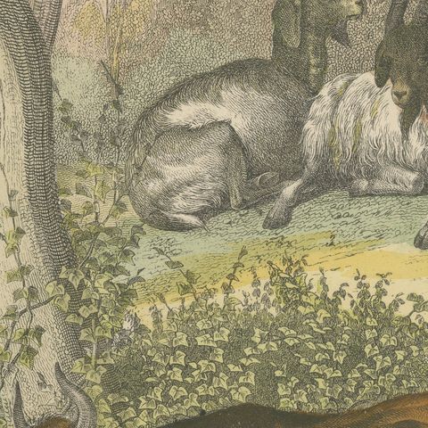 Antique Ibex and Chamois Print with Aurochs, Sheep and Cattle, circa 1890, close-up 5