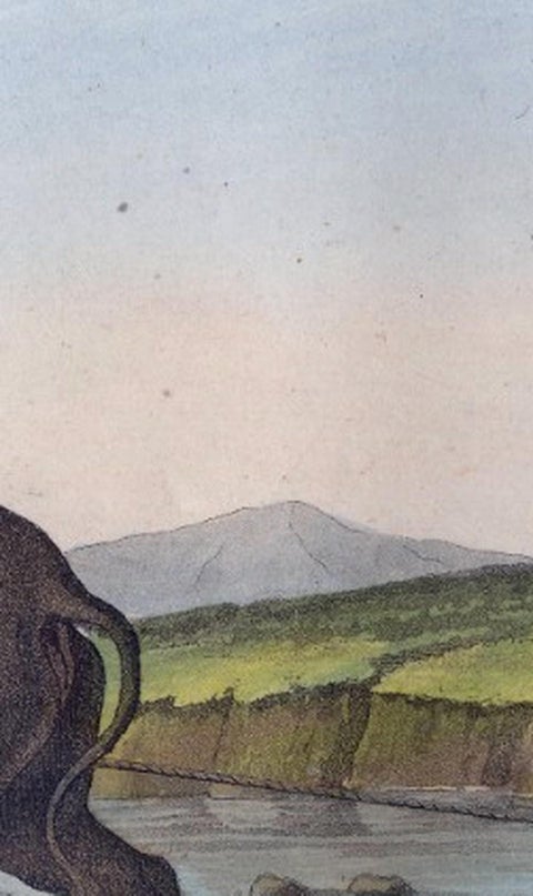 Chinese Farmer with Water Buffalo, Agricultural Scene, Ferrario Print of 1815, view 9
