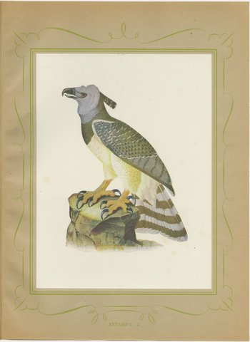 Harpy Eagle, Brazilian Bird Print, Descourtilz, 1944, view 2