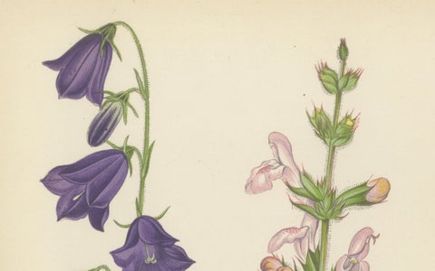 Blue Bellflower and Moroccan Sage, Hand-Coloured Botanical Print, 1874, close-up 4