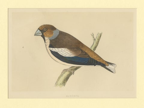 Antique Bird Print of Hawfinch, view 3