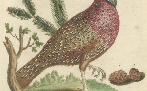 Hand-Colored Engraving of the Horned Indian Pheasant by Johann Seligmann, c.1770, close-up 1