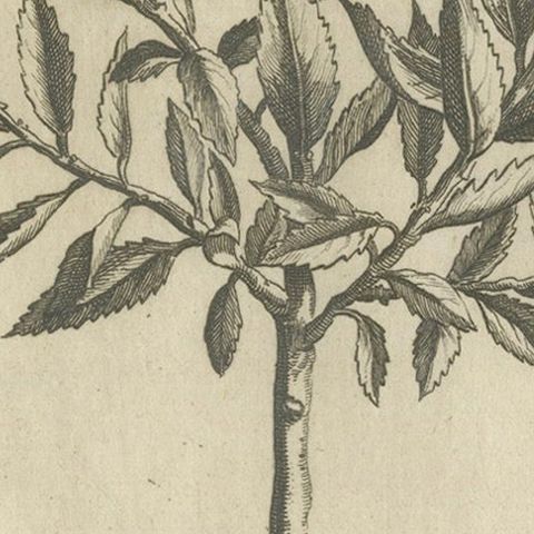 Botanical Engraving of Alaternoides Afric Lauri Serratae from Commelin, 1706, close-up 5