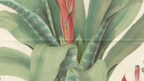 Antique Botanical Lithograph, Billbergia Thyrsoidea, de Vriese, 1856, close-up 3
