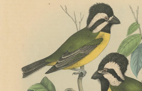 1862 Trio of Yellow-Breasted Tits - Rare Hand-Colored Lithograph from Hoffmann, close-up 4
