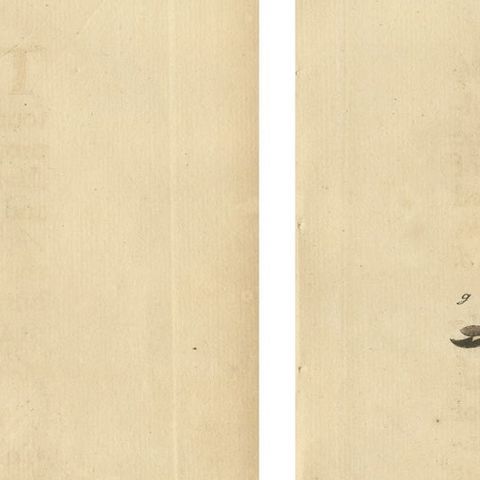 Antique Entomology Prints, English Insects on Hazel & Elm, Albin 1720, close-up 2
