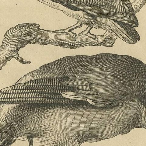 Two Exotic Birds on Branches, Antique Bird Engraving by Schouman, c. 1760, close-up 2