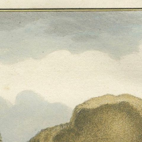 Antique Dromedary Camel Engraving, Buffon Hand-Coloured Print Amsterdam 1769, close-up 6