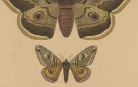 Antique Hand-Colored Moth and Butterfly Prints - Rare 19th-Century Illustrations, close-up 2