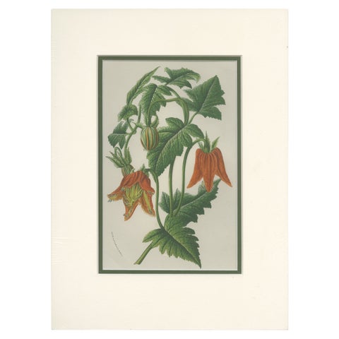 Antique Botany Print of the Illairea Canarinoides by Van Houtte 'c.1845'
