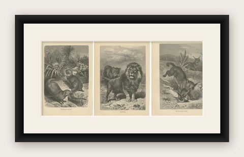Set of 3 Antique Animal Prints, Mongoose, Lion, Caracal, by Brehm, 'c.1890', shown framed