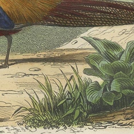Beautiful Decorative Hand-Colored Print of a Golden Pheasant from China, C.1840, close-up 2