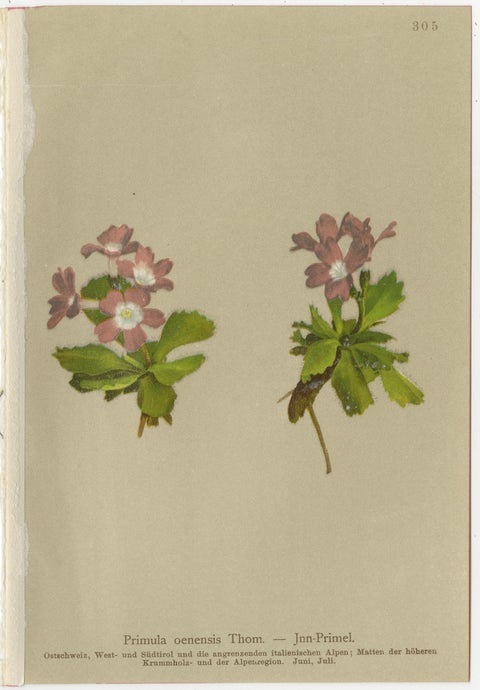 Alpine Primula Botanical Prints, Decorative Floral Set, Palla 1897, view 2