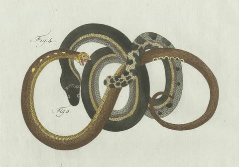 Original Antique Print of Four Slow Worms and Legless Lizards by Bertuch, 1802, close-up 4