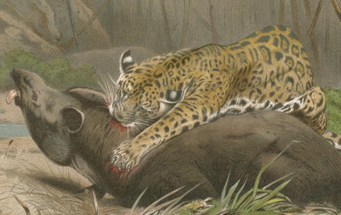 Jaguar Killing Tapir, Dramatic Antique Wildlife Print, Victorian Era, 1894, close-up 5