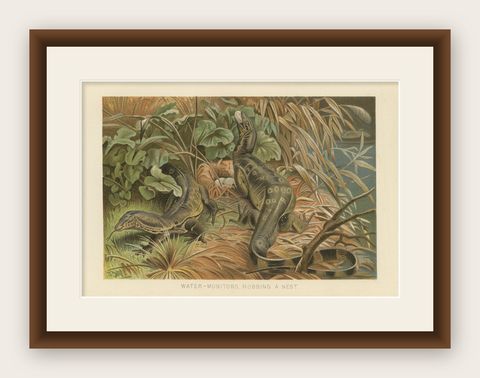 Water Monitors Robbing a Nest, Antique Reptile Wildlife Print, 1895, shown framed