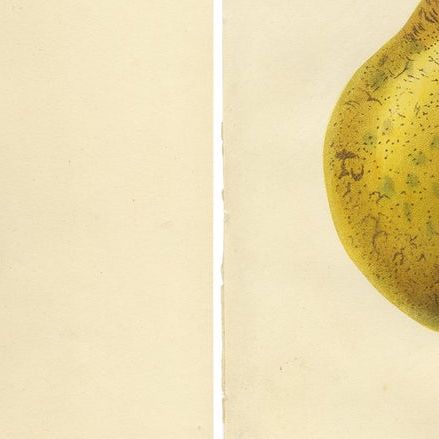 Set of 2 Antique Prints of the Duchesse d'Angouleme Pear and Others, close-up 2
